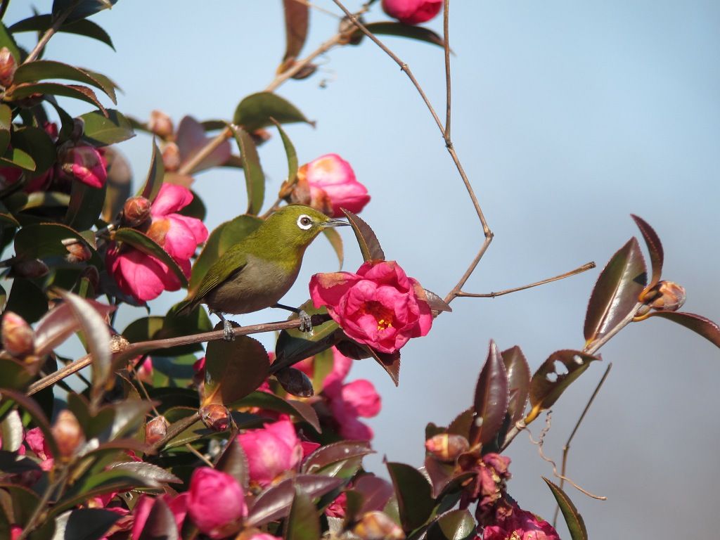 山茶花とメジロ 時々の野鳥たち 山茶花とメジロ 時々の野鳥たち