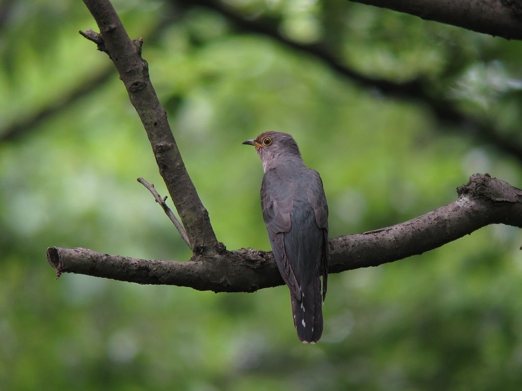 ホトトギス鳴く森 時々の野鳥たち ホトトギス鳴く森 時々の野鳥たち