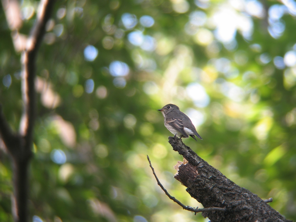 秋のヒタキ類 : 時々の野鳥たち