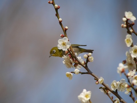 mejiro10201