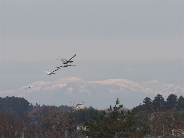 hakutyou12917