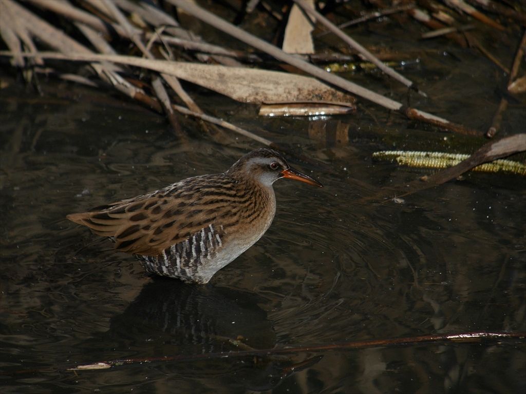 二種の水鶏 クイナ 時々の野鳥たち