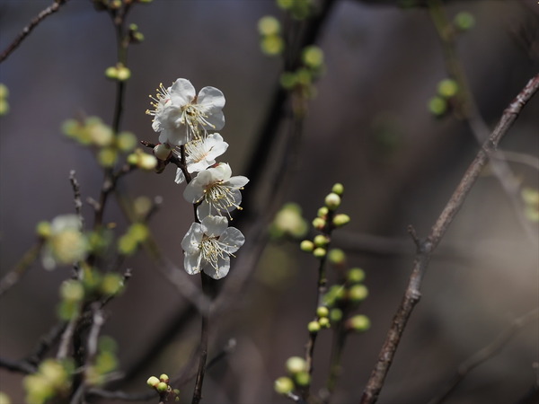 ume40324