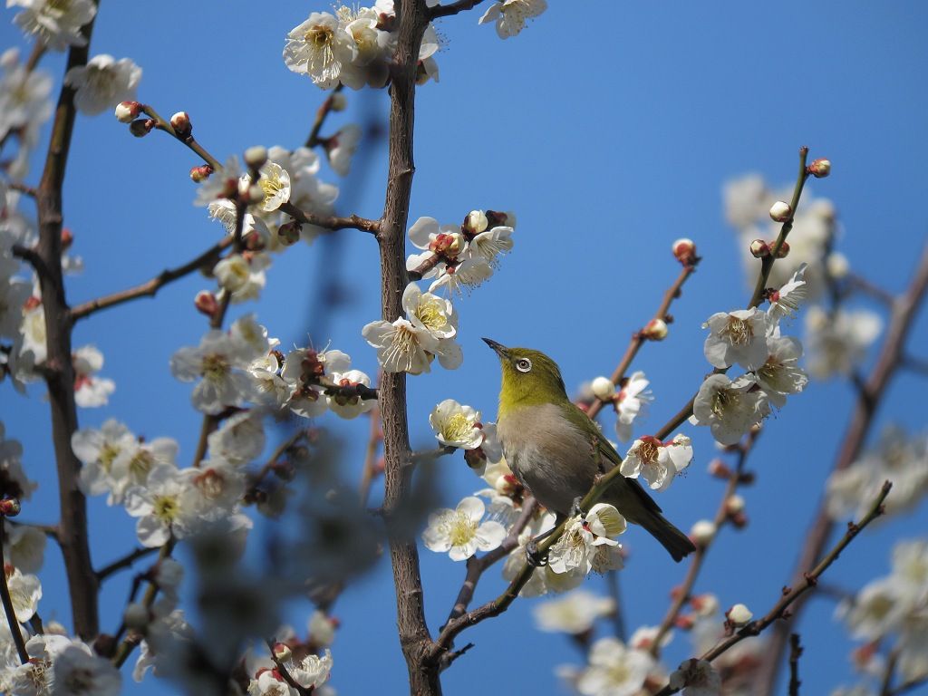 白梅にメジロを 時々の野鳥たち