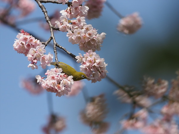mejiro00419
