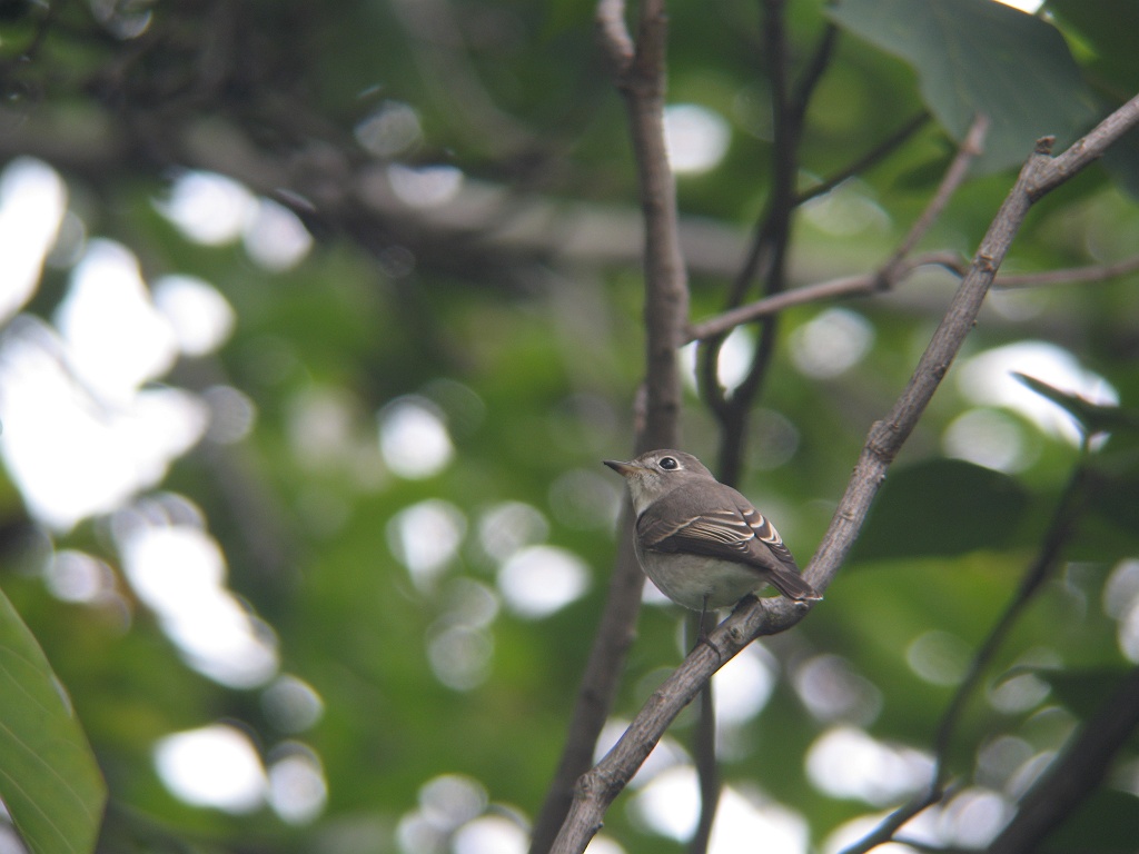 秋の渡り その７ 時々の野鳥たち