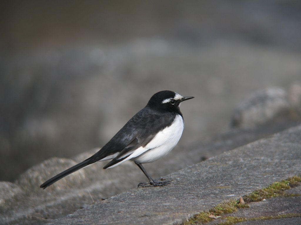 野鳥写真考 光について 時々の野鳥たち