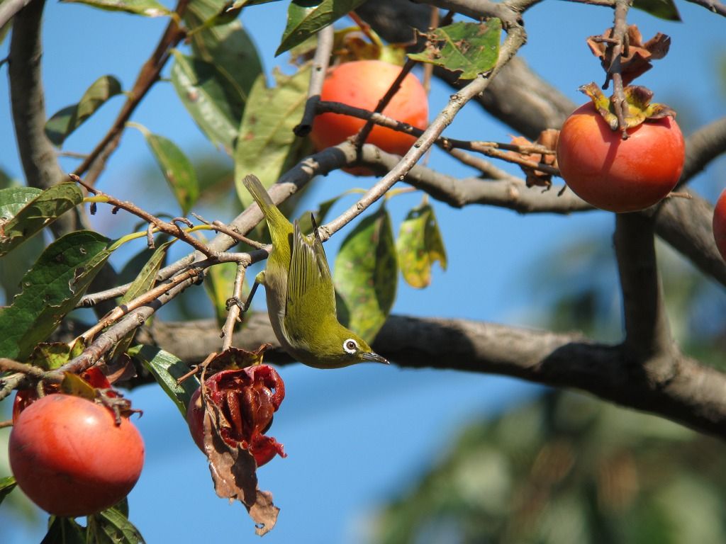 メジロの話 時々の野鳥たち