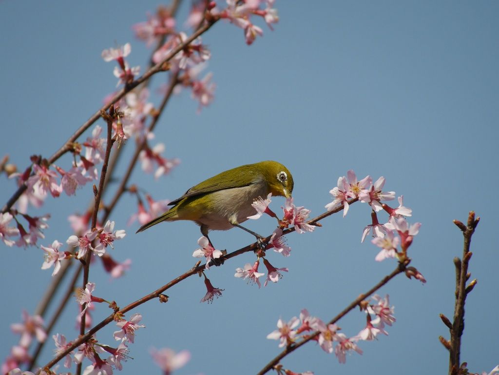 桜とメジロと 時々の野鳥たち 桜とメジロと 時々の野鳥たち