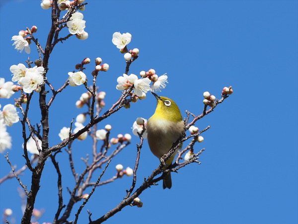 mejiro10481