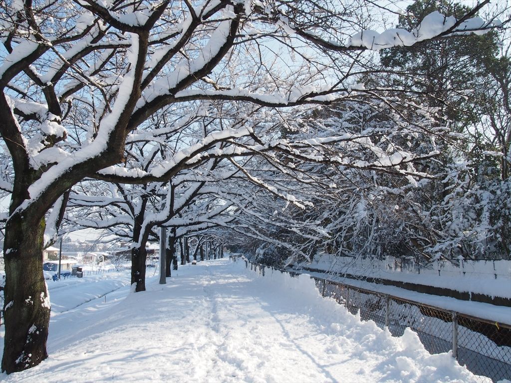 雪景色 鳥景色 時々の野鳥たち