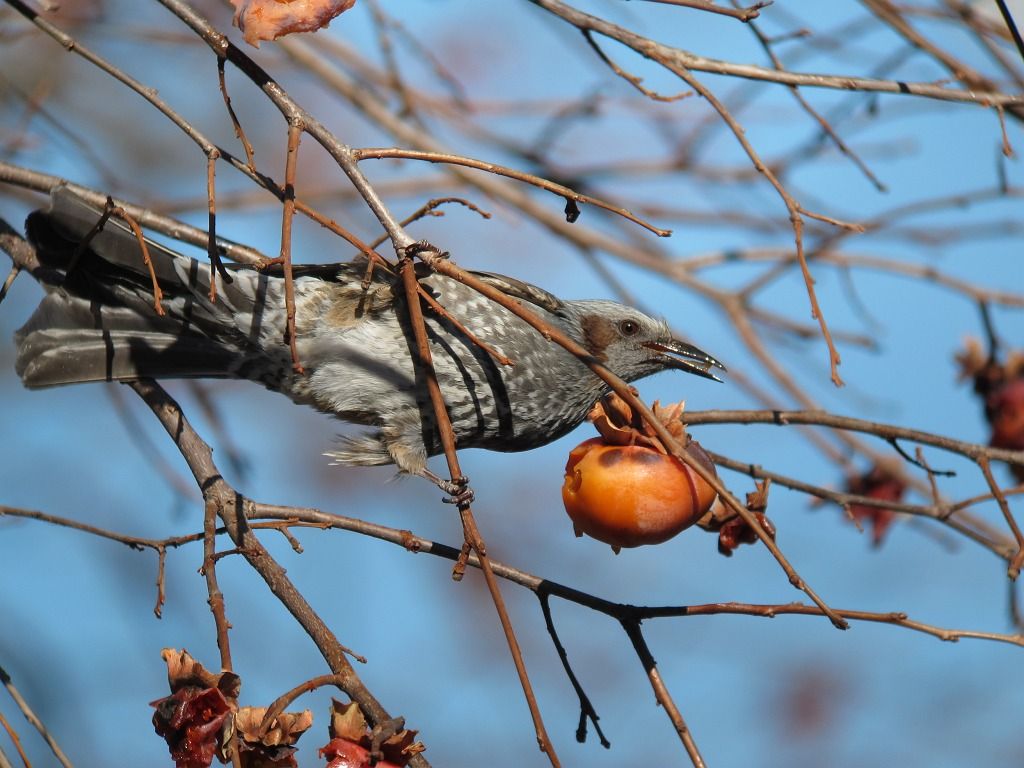 残り柿を喰らう 時々の野鳥たち