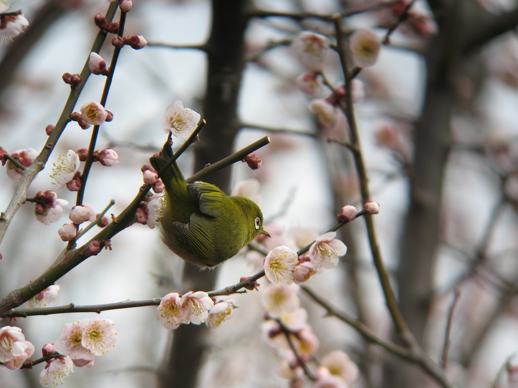 梅の花とメジロ 時々の野鳥たち