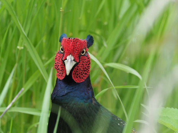 大胆不敵 ―見事なり、雉の雄姿―（3） : 時々の野鳥たち