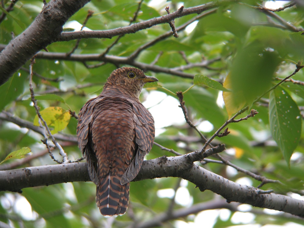 ９月の鳥 時々の野鳥たち