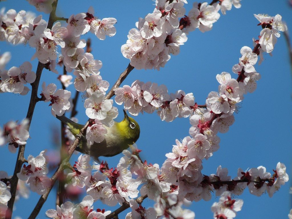 間に合った 豊後梅 時々の野鳥たち