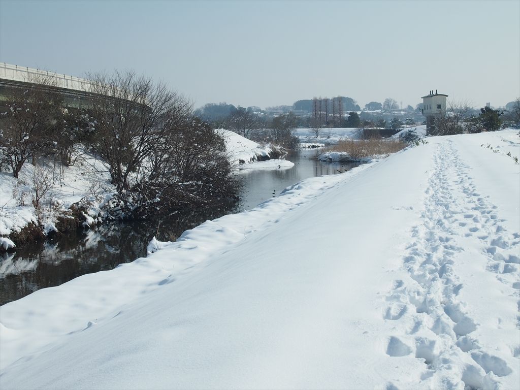 雪景色 鳥景色 時々の野鳥たち