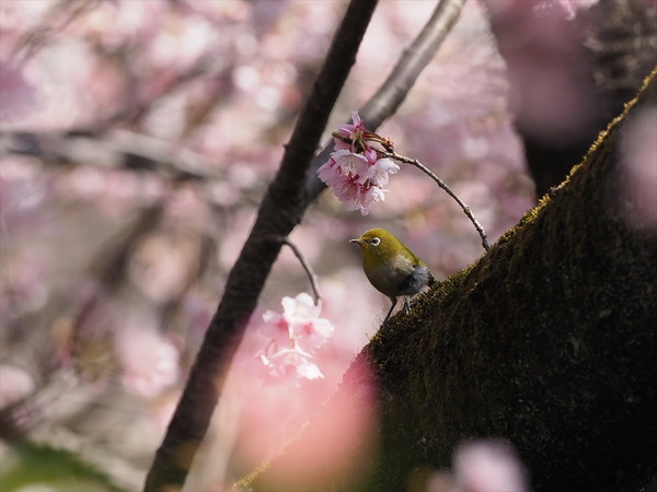 mejiro00167