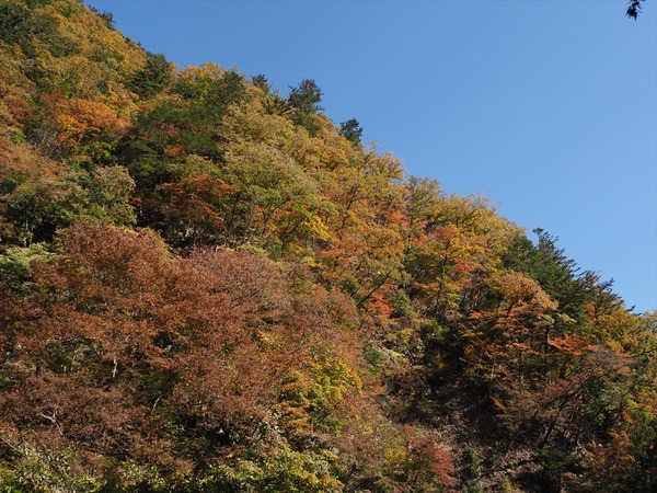 koyo60046
