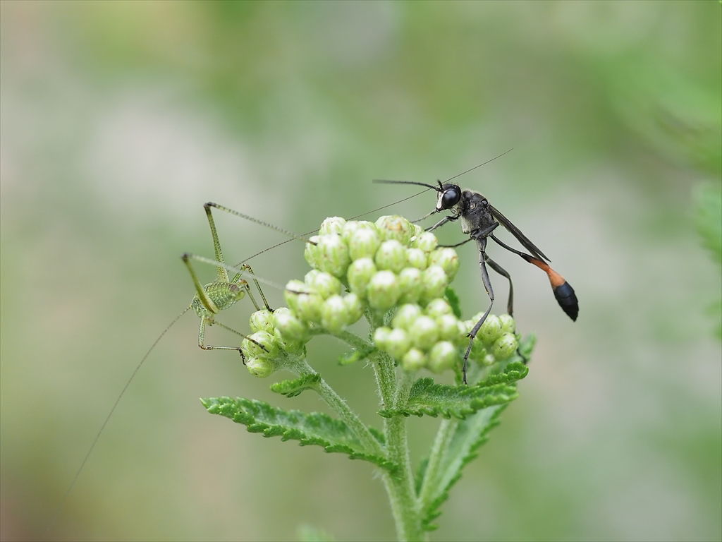 茹で卵の殻をむく デジスコ通信 時々の野鳥たち