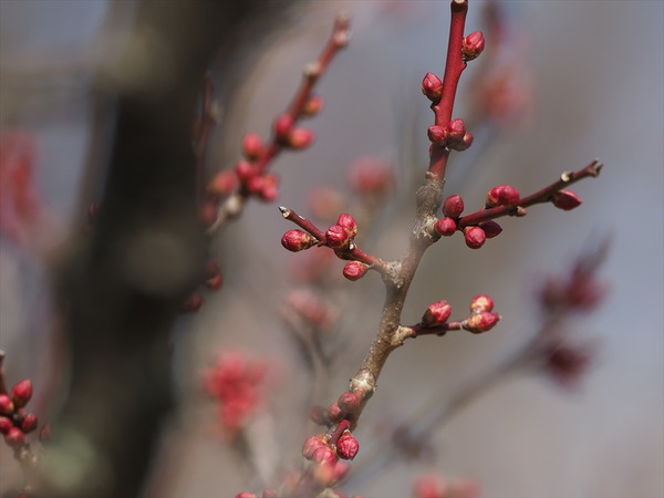 ume40316