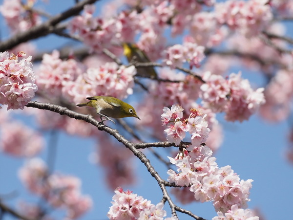 mejiro00340