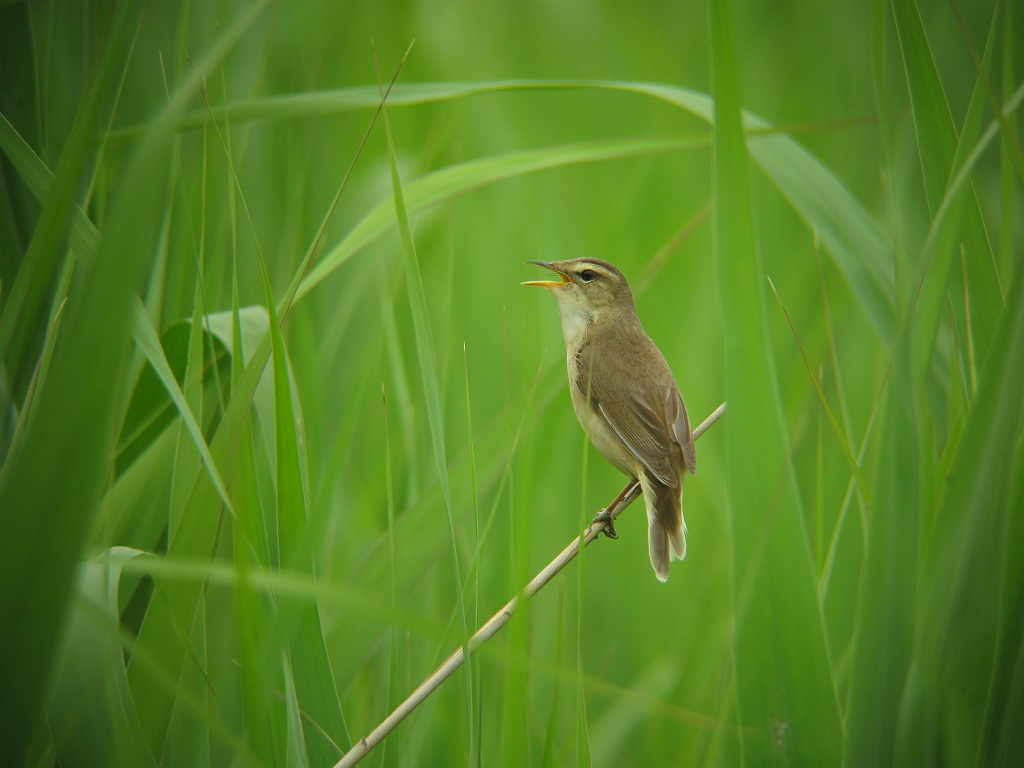 コヨシキリ囀る 時々の野鳥たち