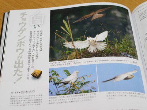 BIRDER