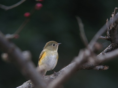 ruribitaki3598