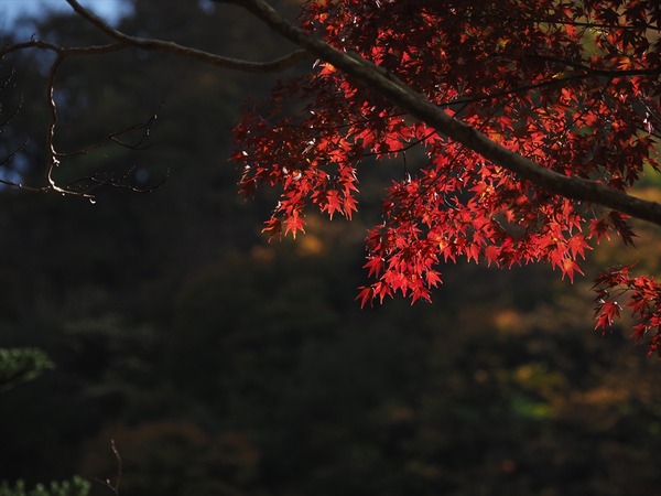 koyo60087