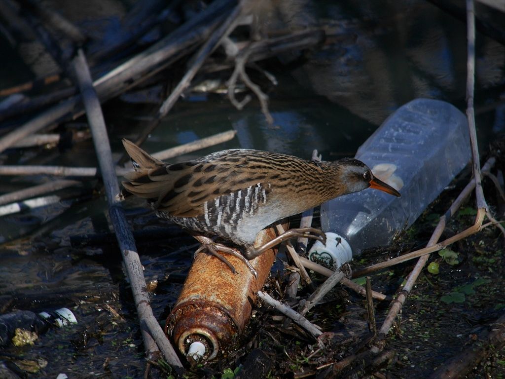 二種の水鶏 クイナ 時々の野鳥たち 二種の水鶏 クイナ 時々の野鳥たち