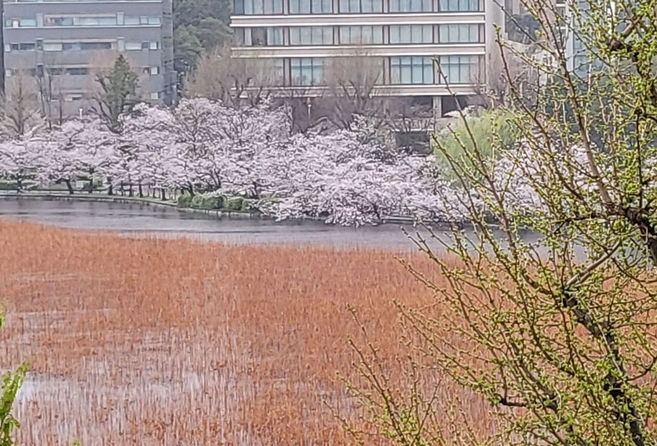 230325不忍池