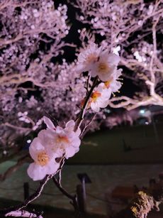 白梅