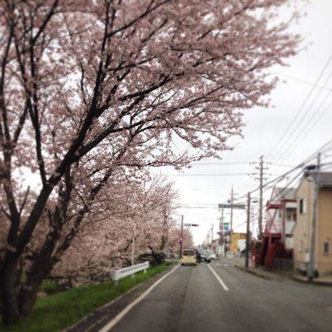 桜