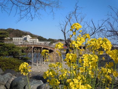 錦帯橋と菜の花