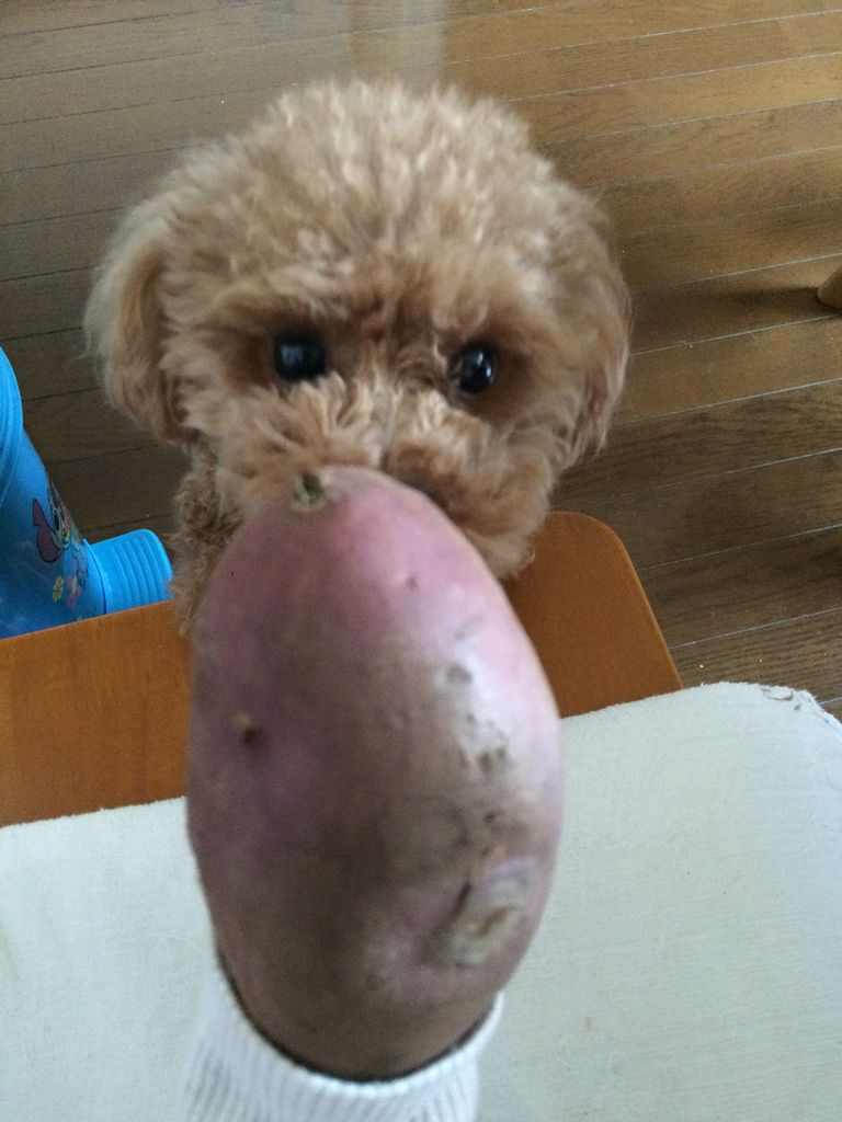 さつまいもと話す犬 ジョセフはボケてる