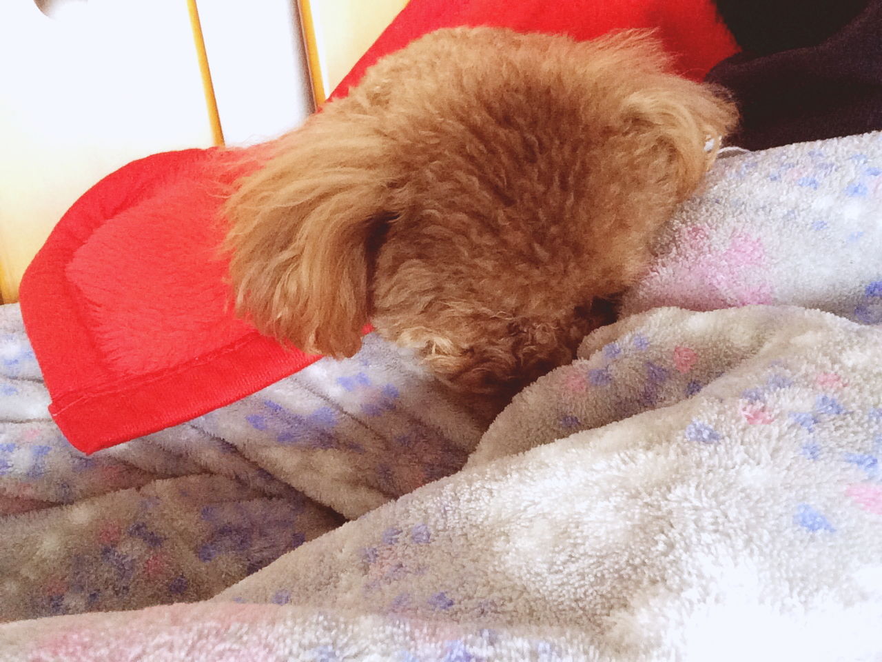 なんでこんな狭いところに座るのー ジョセフはボケてる なんでこんな狭いところに座るのー ジョセフはボケてる