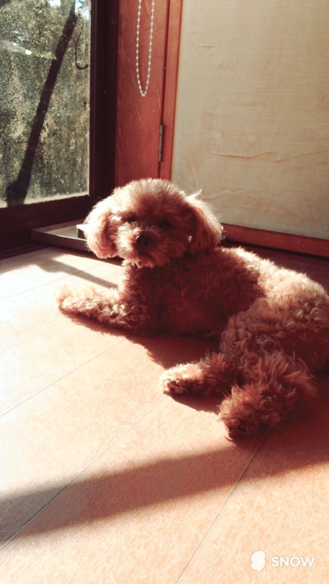 日向ぼっこ好きな犬 ジョセフはボケてる 日向ぼっこ好きな犬 ジョセフはボケてる