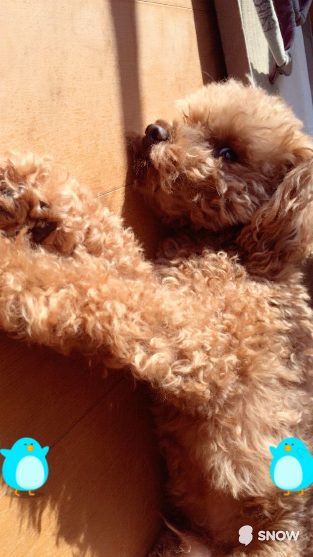 日向ぼっこ好きな犬 ジョセフはボケてる 日向ぼっこ好きな犬 ジョセフはボケてる