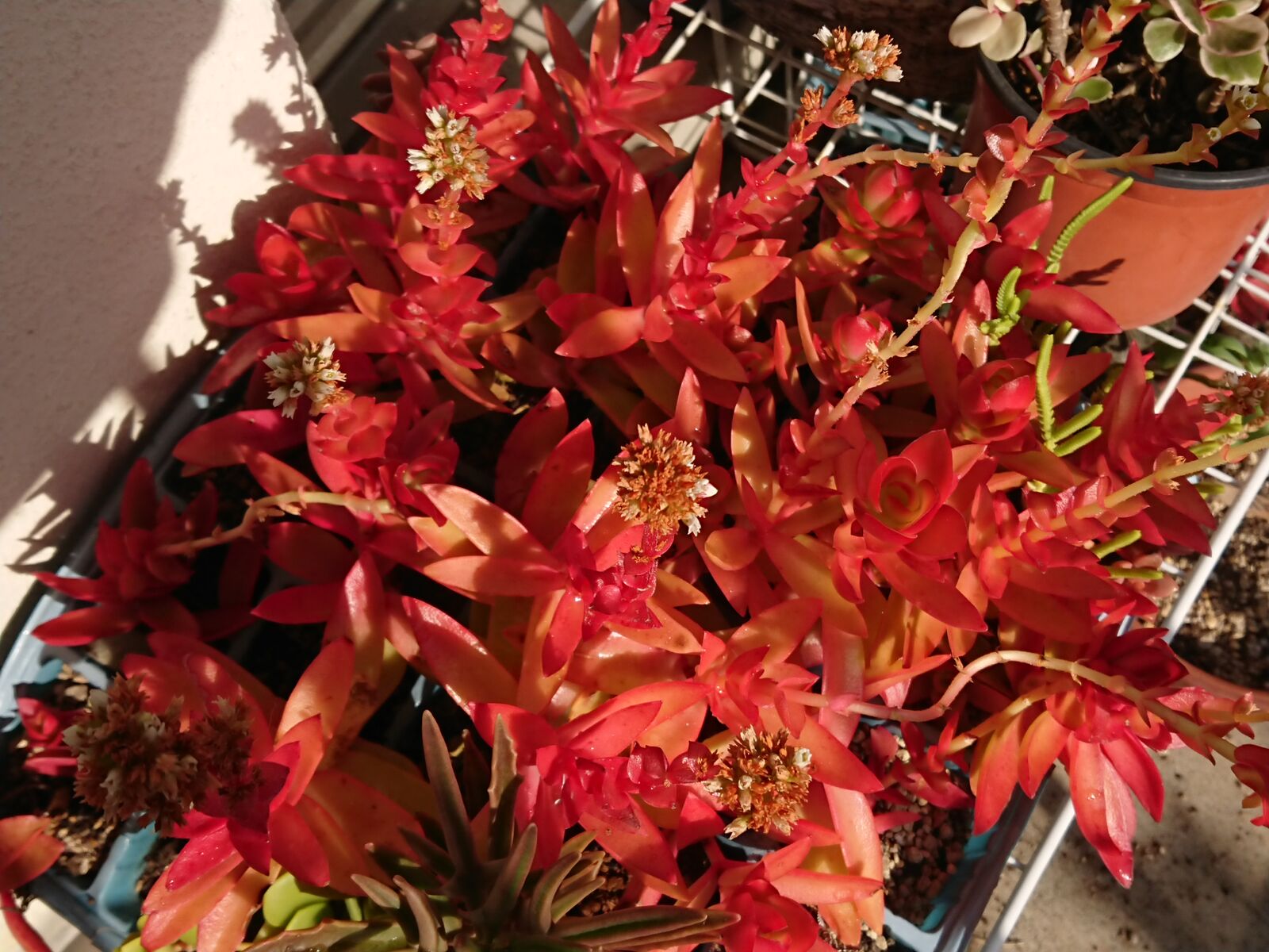 多肉の紅葉 冬瓜の煮物 日向人の日記 多肉の紅葉 冬瓜の煮物 日向人の日記