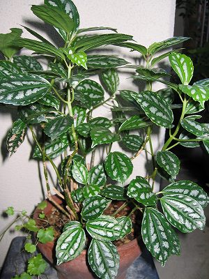 観葉植物 ピレアとマランタ 日向人の日記 観葉植物 ピレアとマランタ 日向人の日記