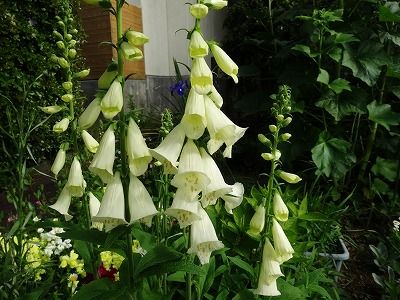 ジキタリス カラー 日向人の日記