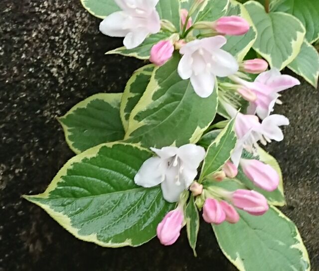 西洋ウツギ 白花ヤマブキ 忍冬 日向人の日記 西洋ウツギ 白花ヤマブキ 忍冬 日向人の日記