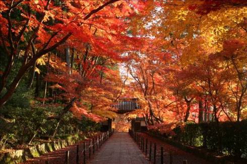 【紅葉シーズン】「全国旅行支援」で旅行先に人気の都道府県　３ 位「東京都」、２位「京都府」、１位は？