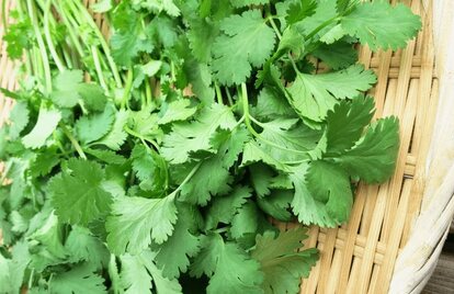 美容効果も抜群！パクチーが髪に与える驚くべき影響とは？