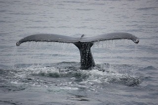 whales-1575967_640