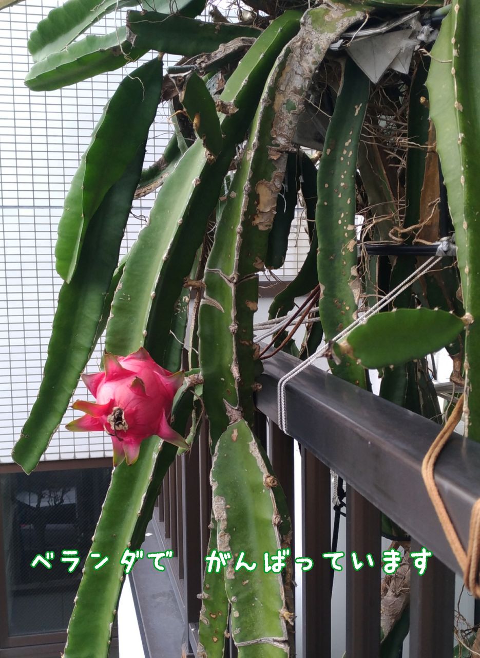 はじめてのドラゴンフルーツ ししとらのblog