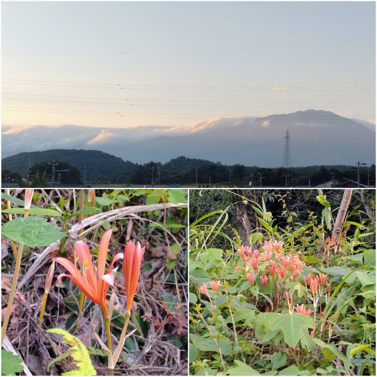 20260811_055230-COLLAGE~2