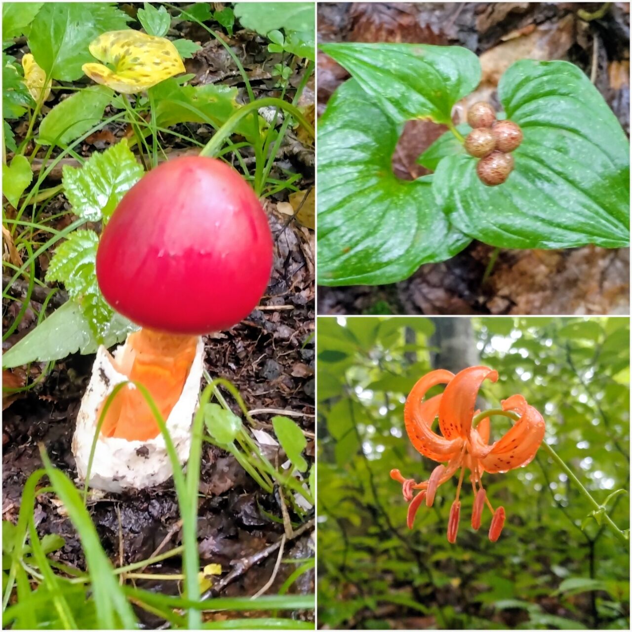 20260730_165335-COLLAGE~2