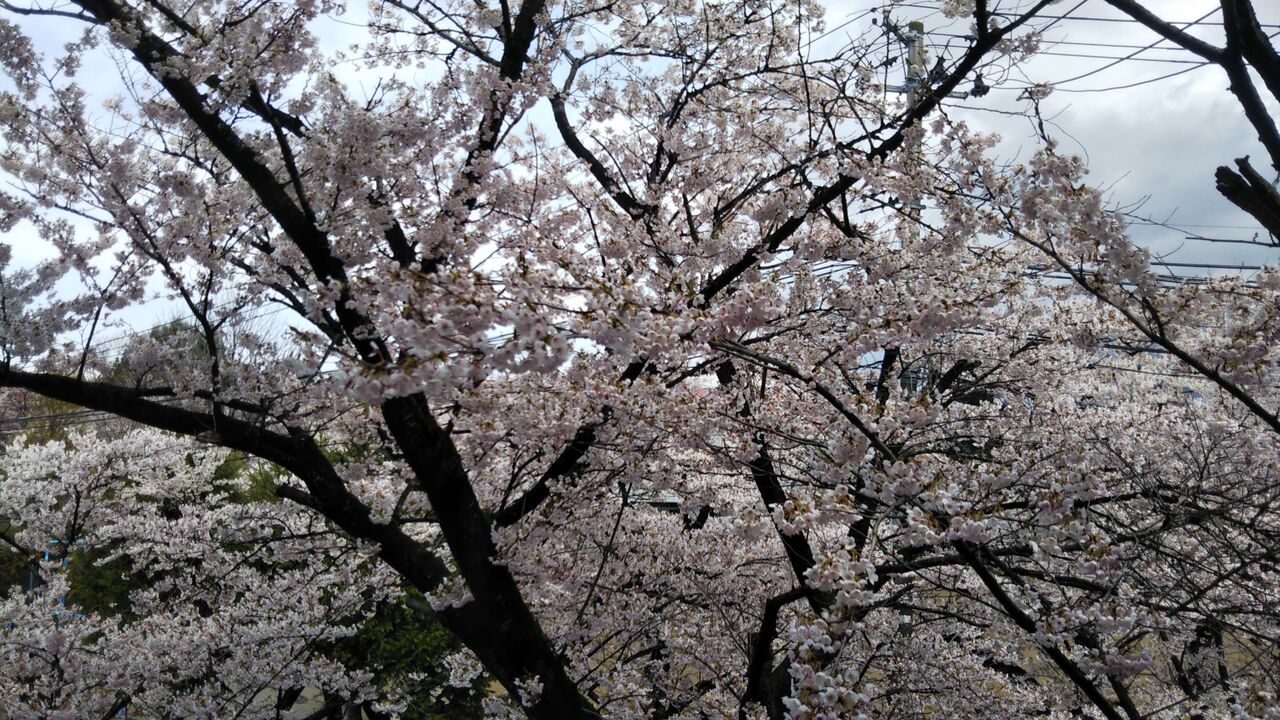 IMG_20200426_104948